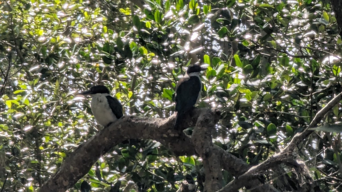 Torresian Kingfisher - ML646215278