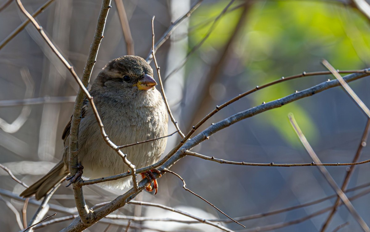 דרור הבית - ML646215280