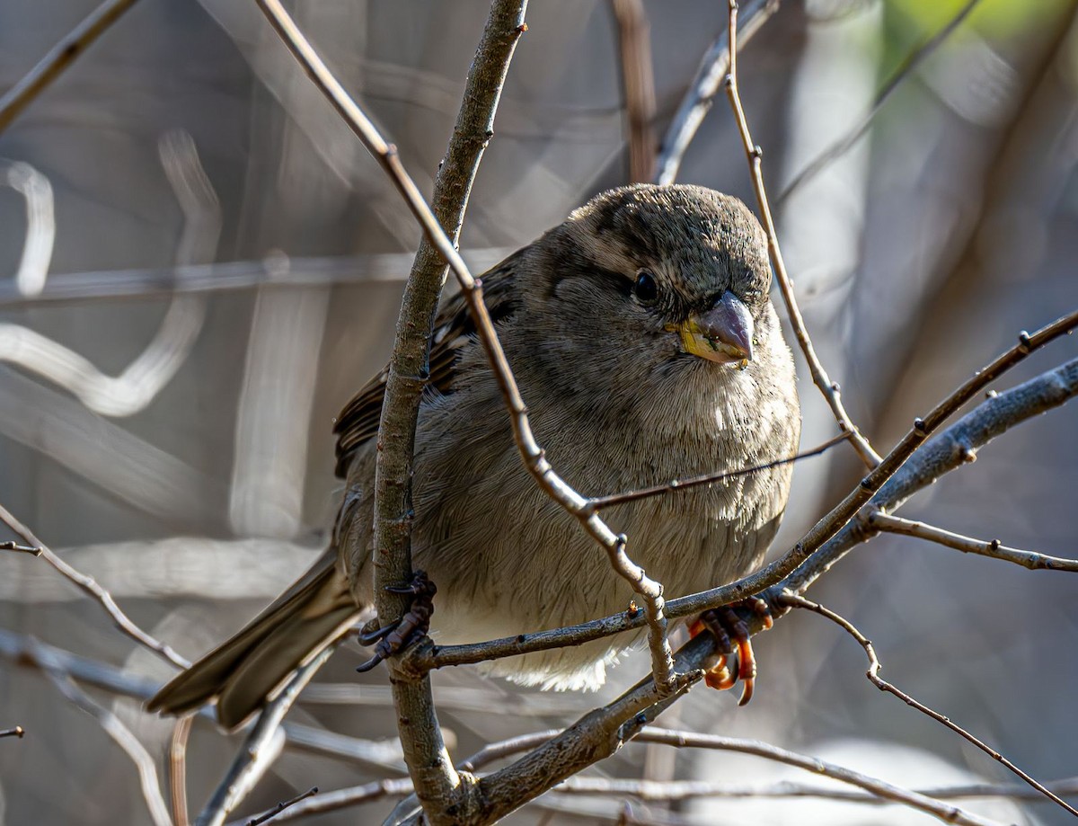 דרור הבית - ML646215281