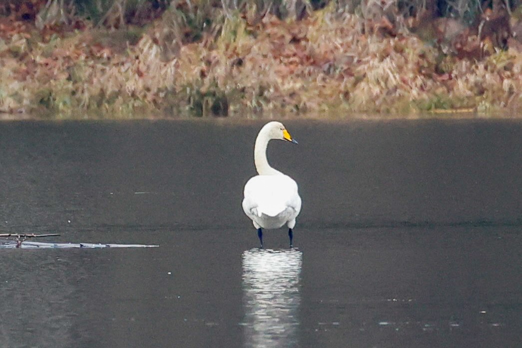 Whooper Swan - ML646215283