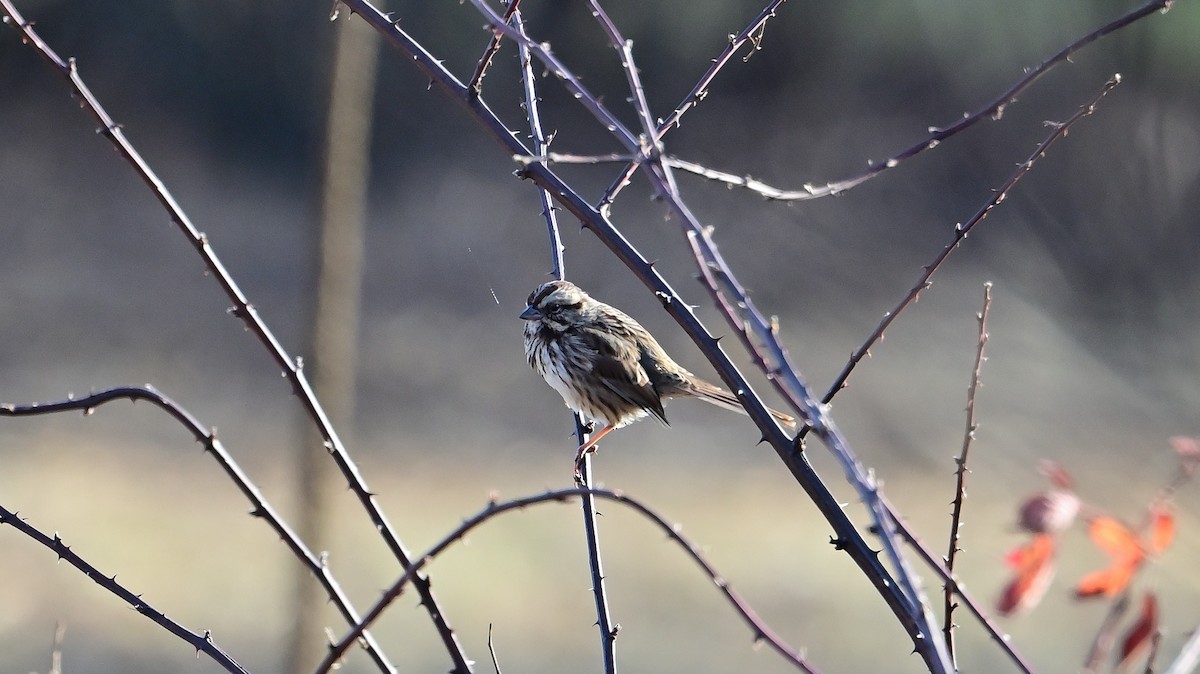 Song Sparrow - ML646215284