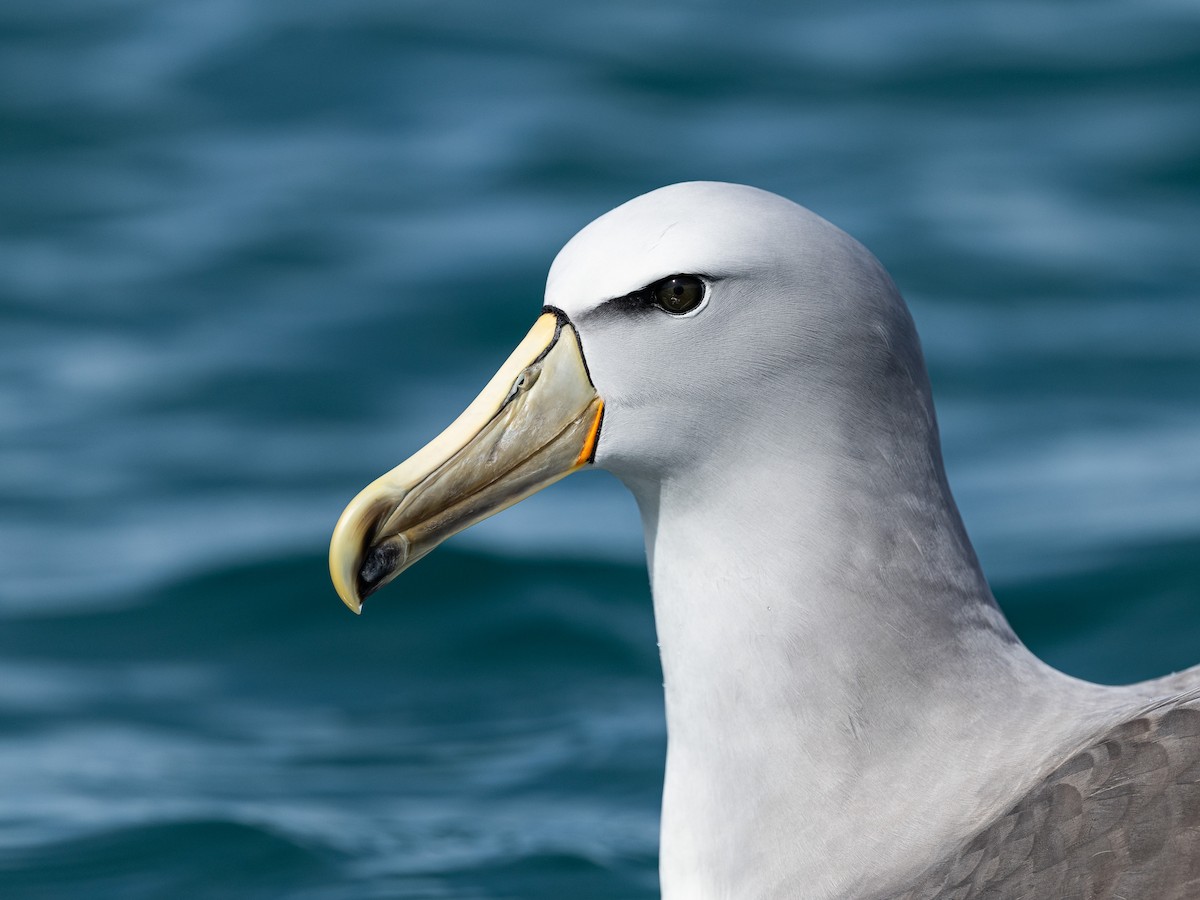 sølvhodealbatross - ML646215286