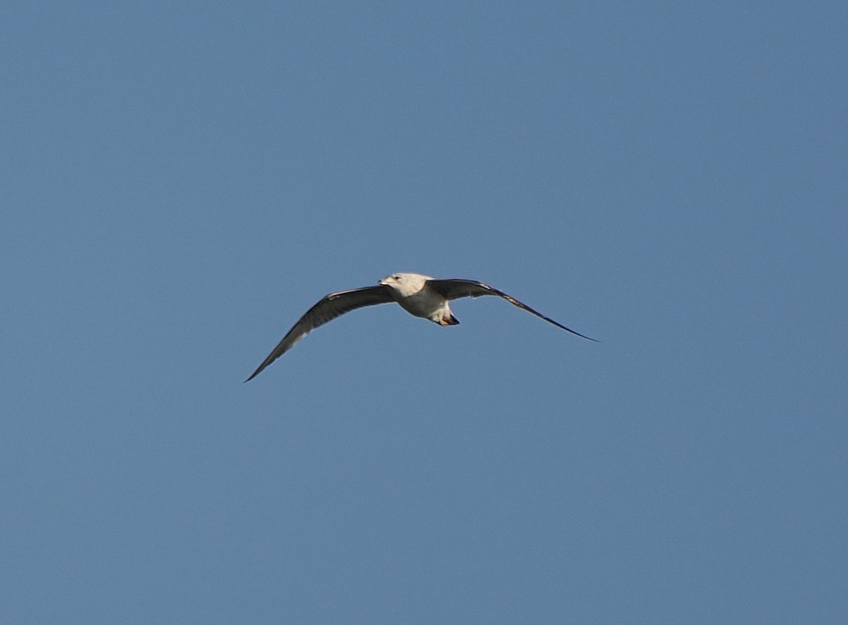 Ring-billed Gull - ML646215289