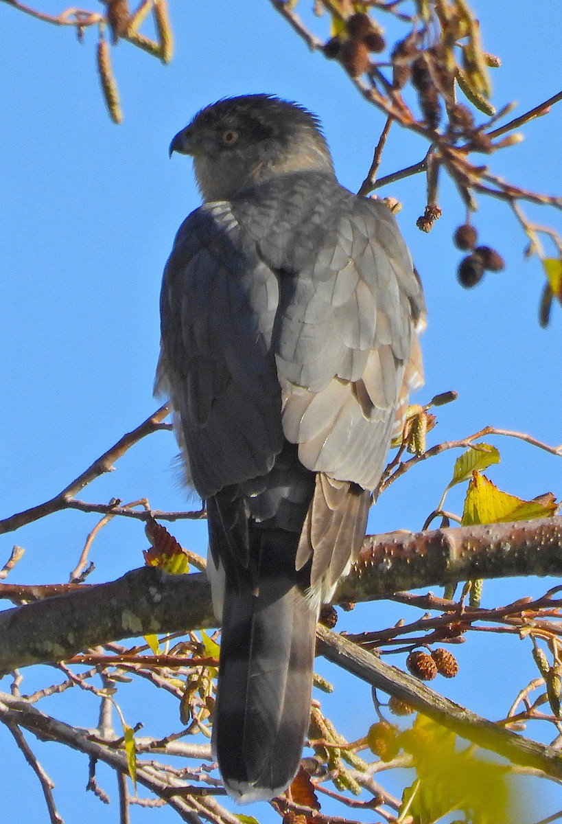 Cooper's Hawk - ML646215290