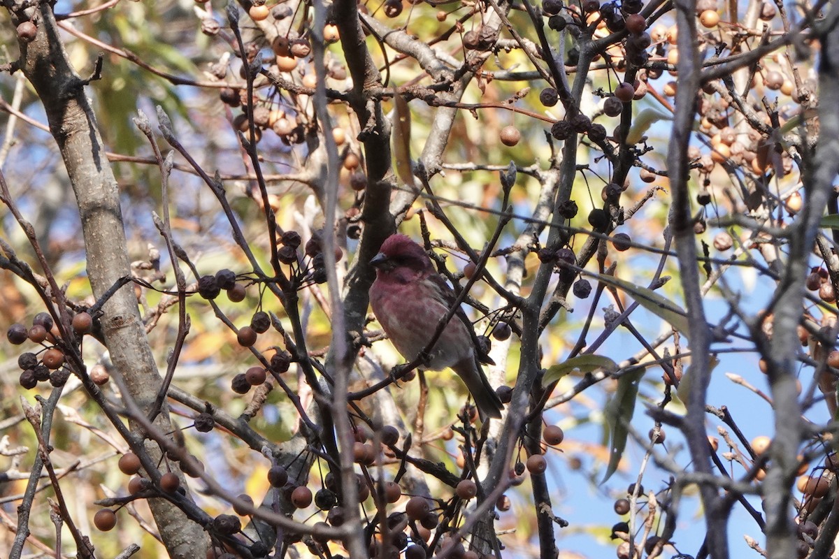 Purple Finch - ML646215292