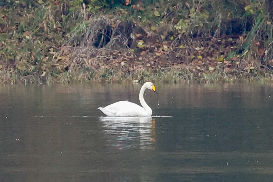 Whooper Swan - ML646215294