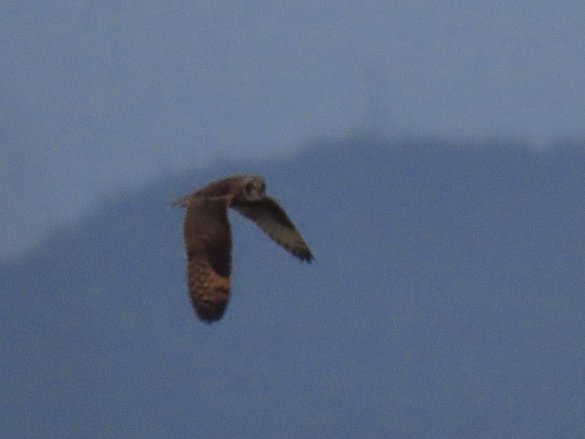 Gufo di palude - ML646215300