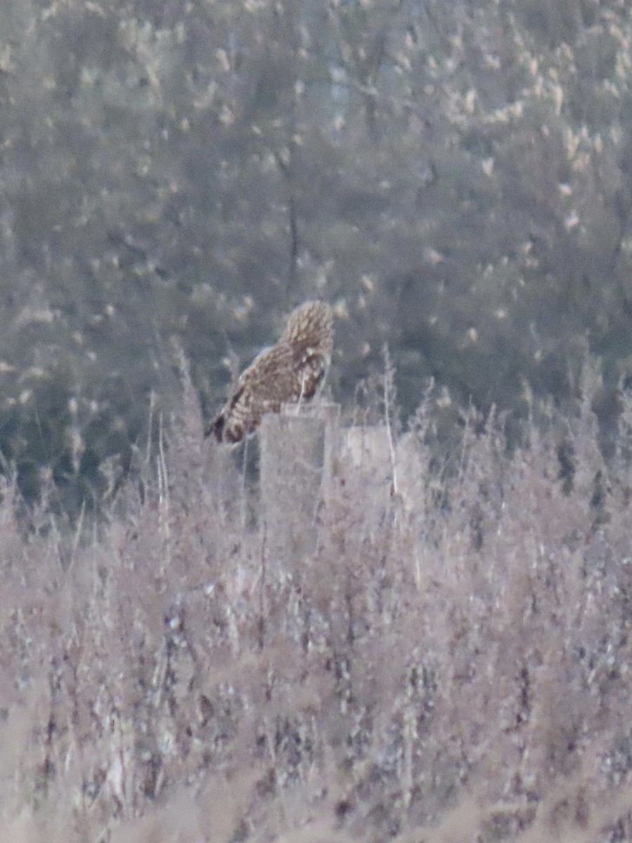 Gufo di palude - ML646215301