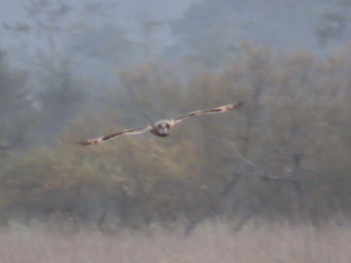 Gufo di palude - ML646215302