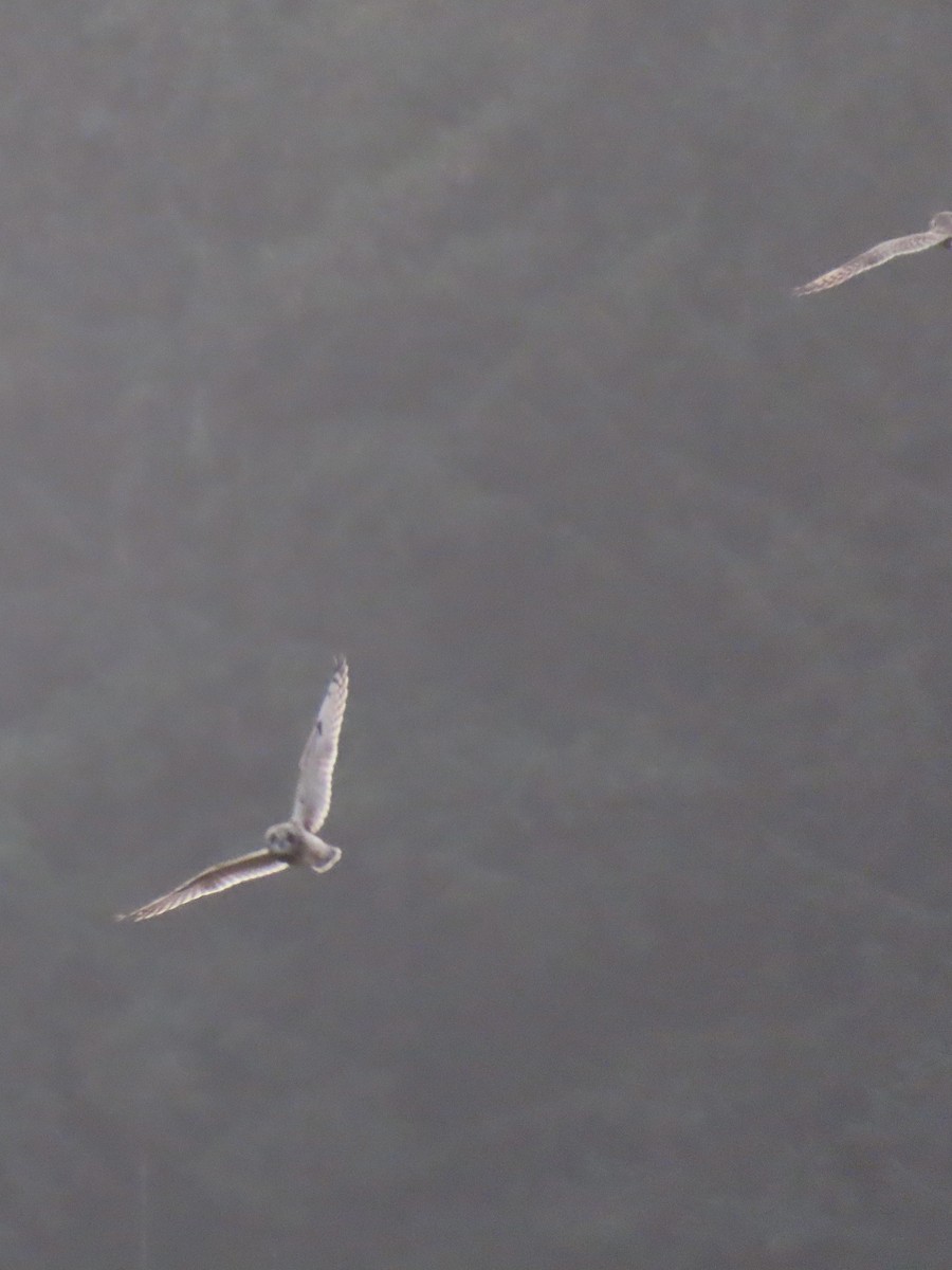 Gufo di palude - ML646215303