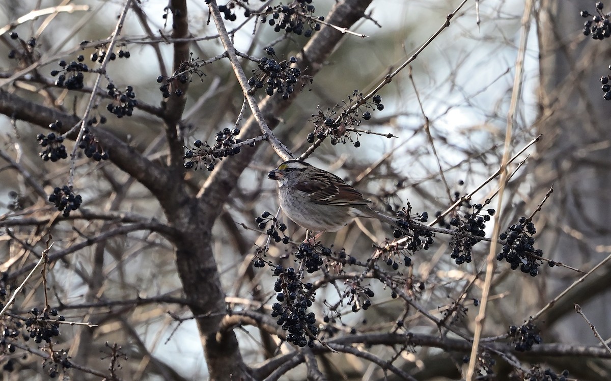 White-throated Sparrow - ML646215304