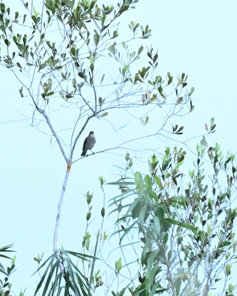 カンピーナツグミ - ML646215330