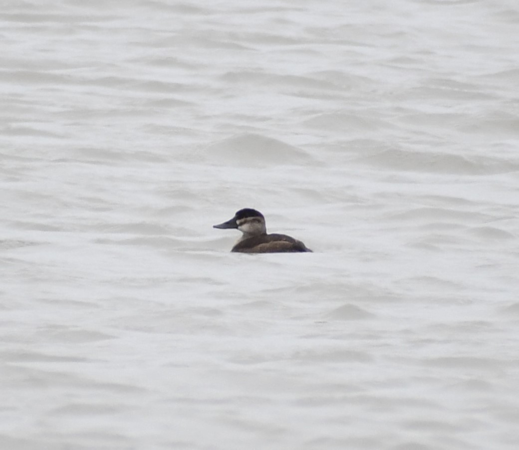 Gobbo della Giamaica - ML646215331