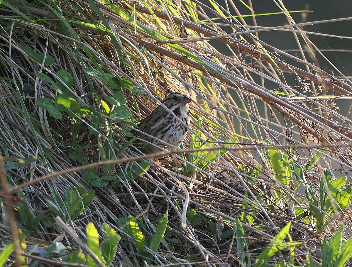 Song Sparrow - ML646215332