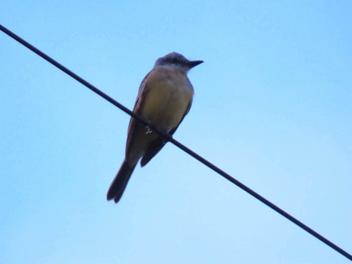 Tropical Kingbird - ML646215334