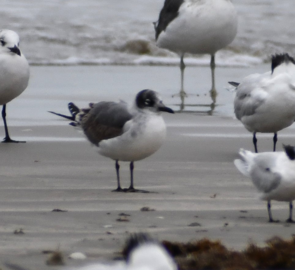 Gabbiano di Franklin - ML646215337