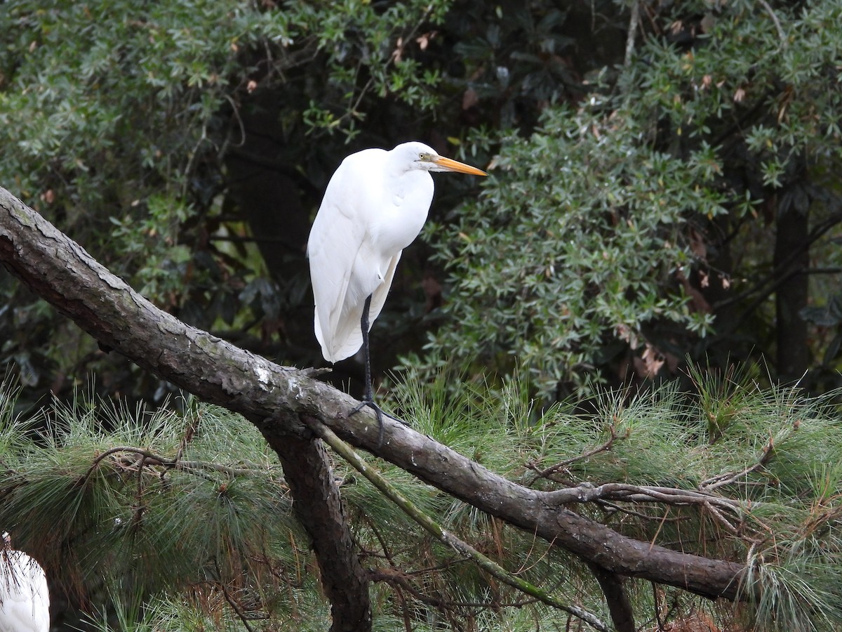 Koartza zuria - ML646215340