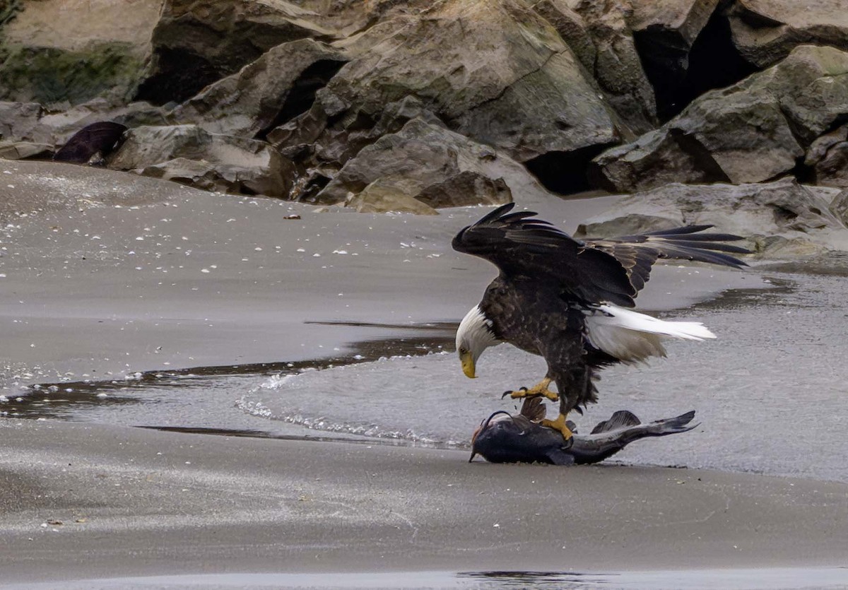 Pigargo Americano - ML646215341