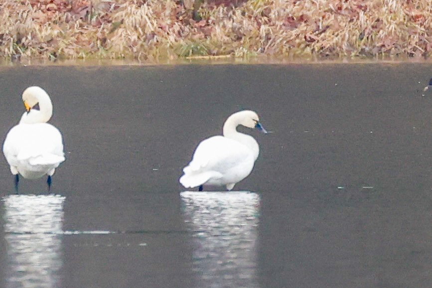 Tundra Swan - ML646215342