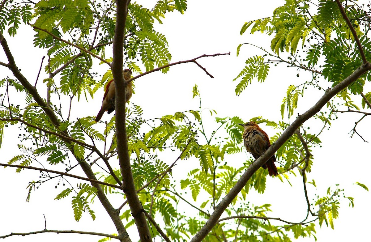 Wing-banded Hornero - ML646215343