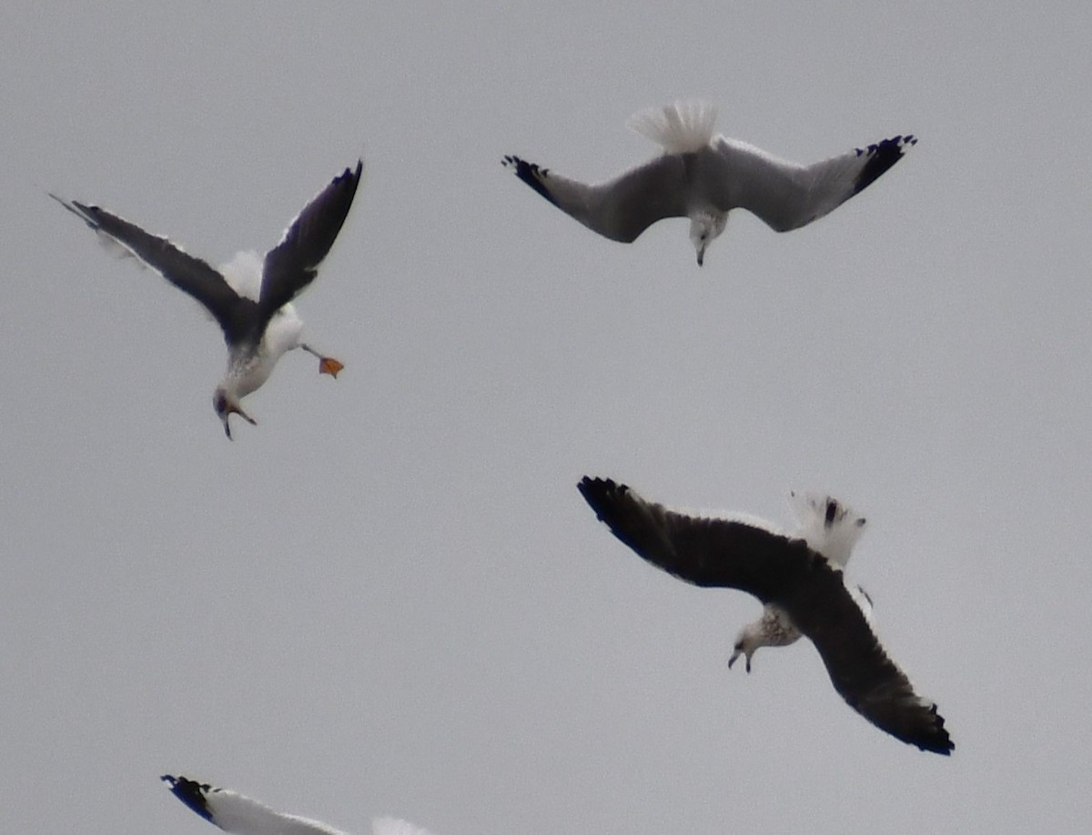 Kaio iluna - ML646215344