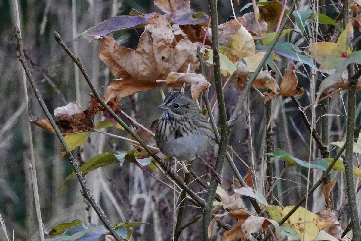 Lincoln's Sparrow - ML646215346
