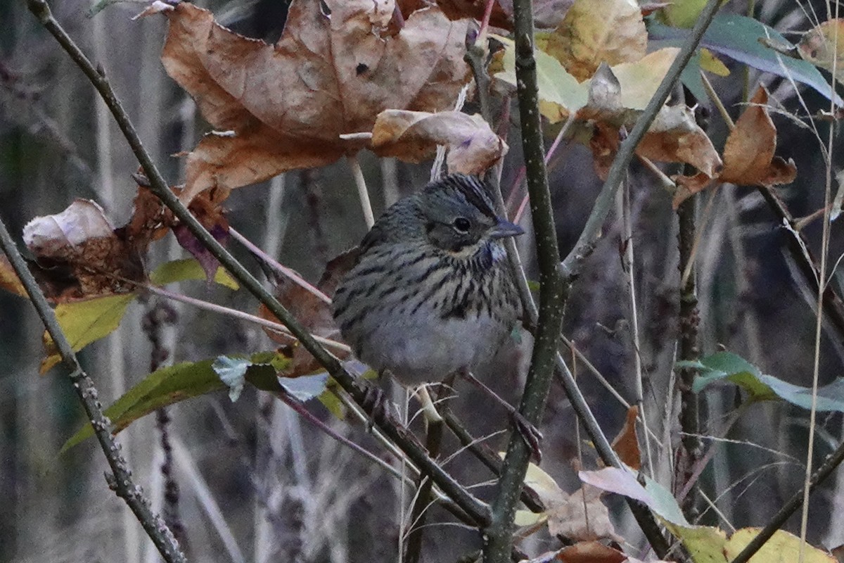 Lincoln's Sparrow - ML646215347