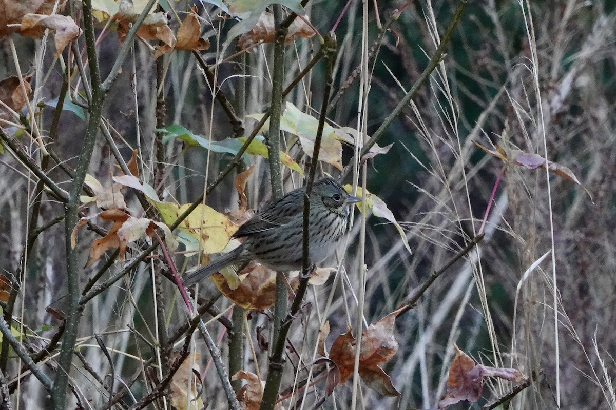 Lincoln's Sparrow - ML646215348