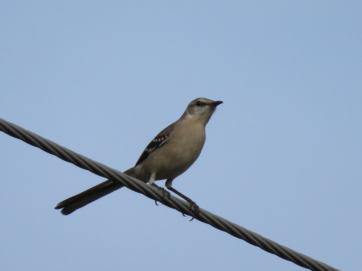 Northern Mockingbird - ML646215353