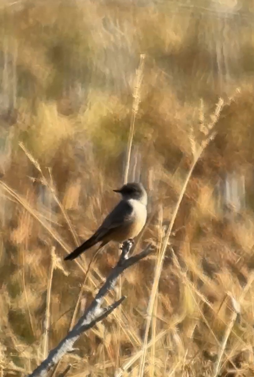 Say's Phoebe - ML646215363