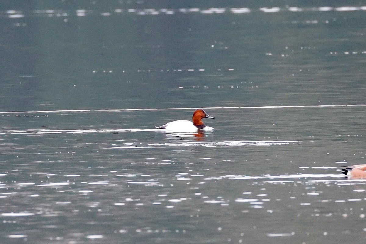 Murgilari bizkarzuria - ML646215364