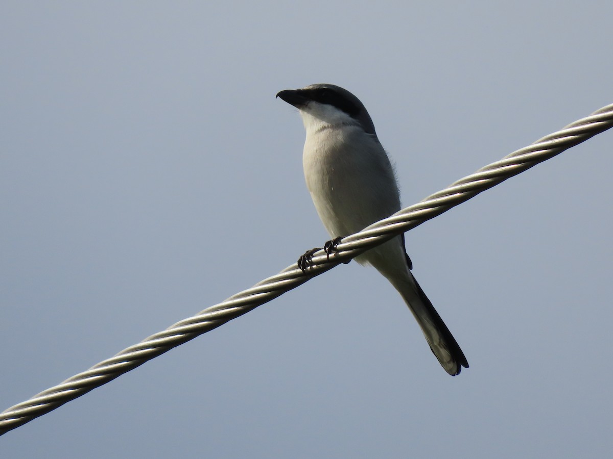 Loggerhead Shrike - ML646215367