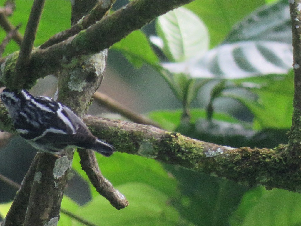 Black-and-white Warbler - ML646215374