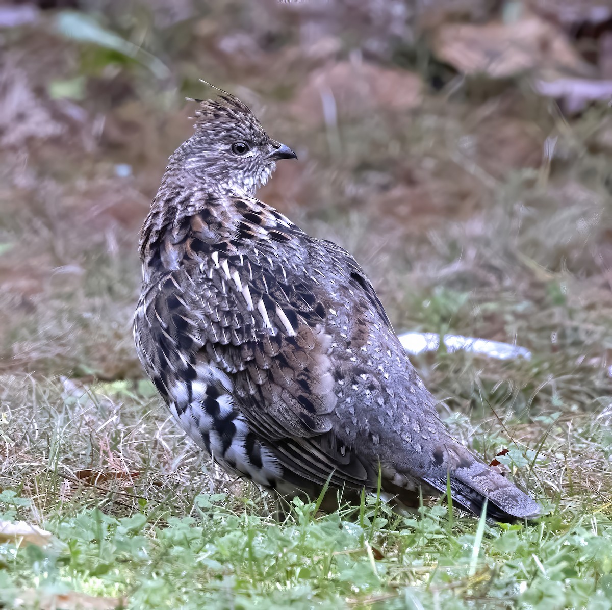 Ruffed Grouse - ML646215375