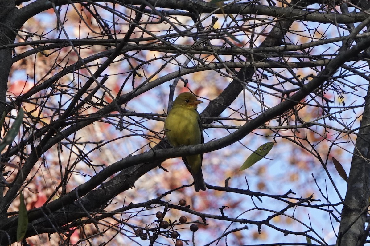 Western Tanager - ML646215376