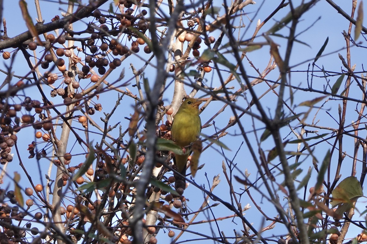 Western Tanager - ML646215377