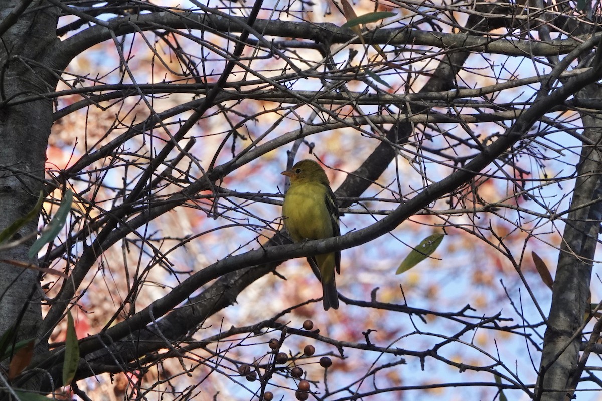 Western Tanager - ML646215378