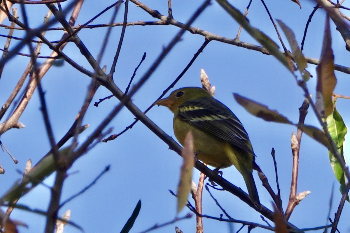 Western Tanager - ML646215379