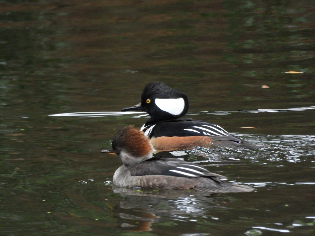 Hooded Merganser - ML646215380
