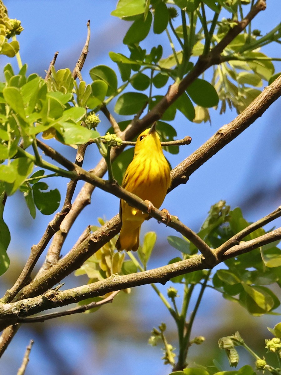 Northern Yellow Warbler - ML646215381