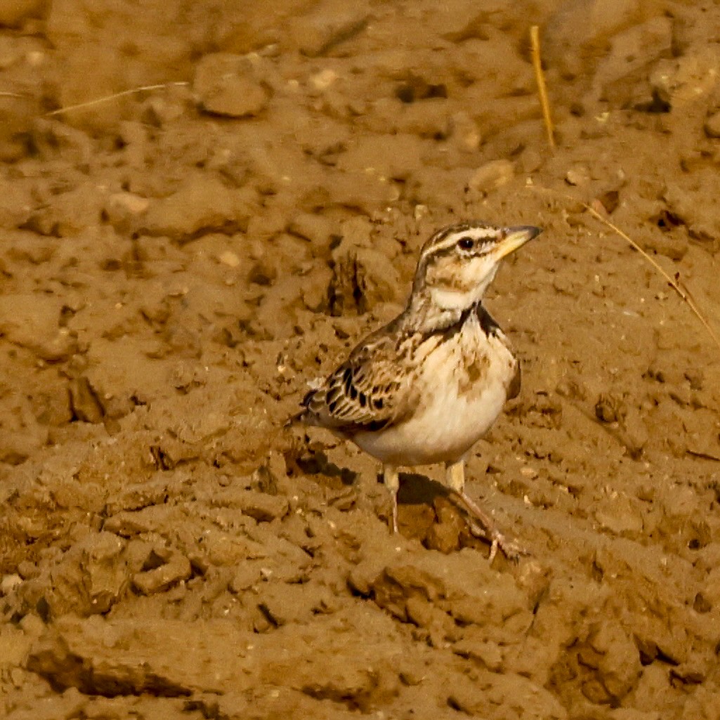 Bimaculated Lark - ML646215382