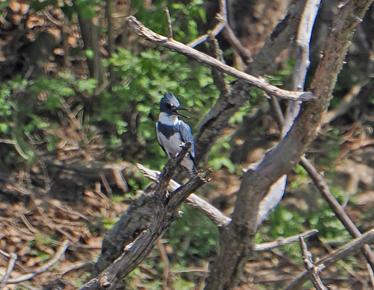 Belted Kingfisher - ML646215383