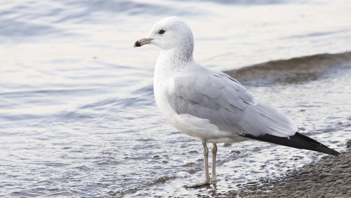 Ring-billed Gull - ML646215384