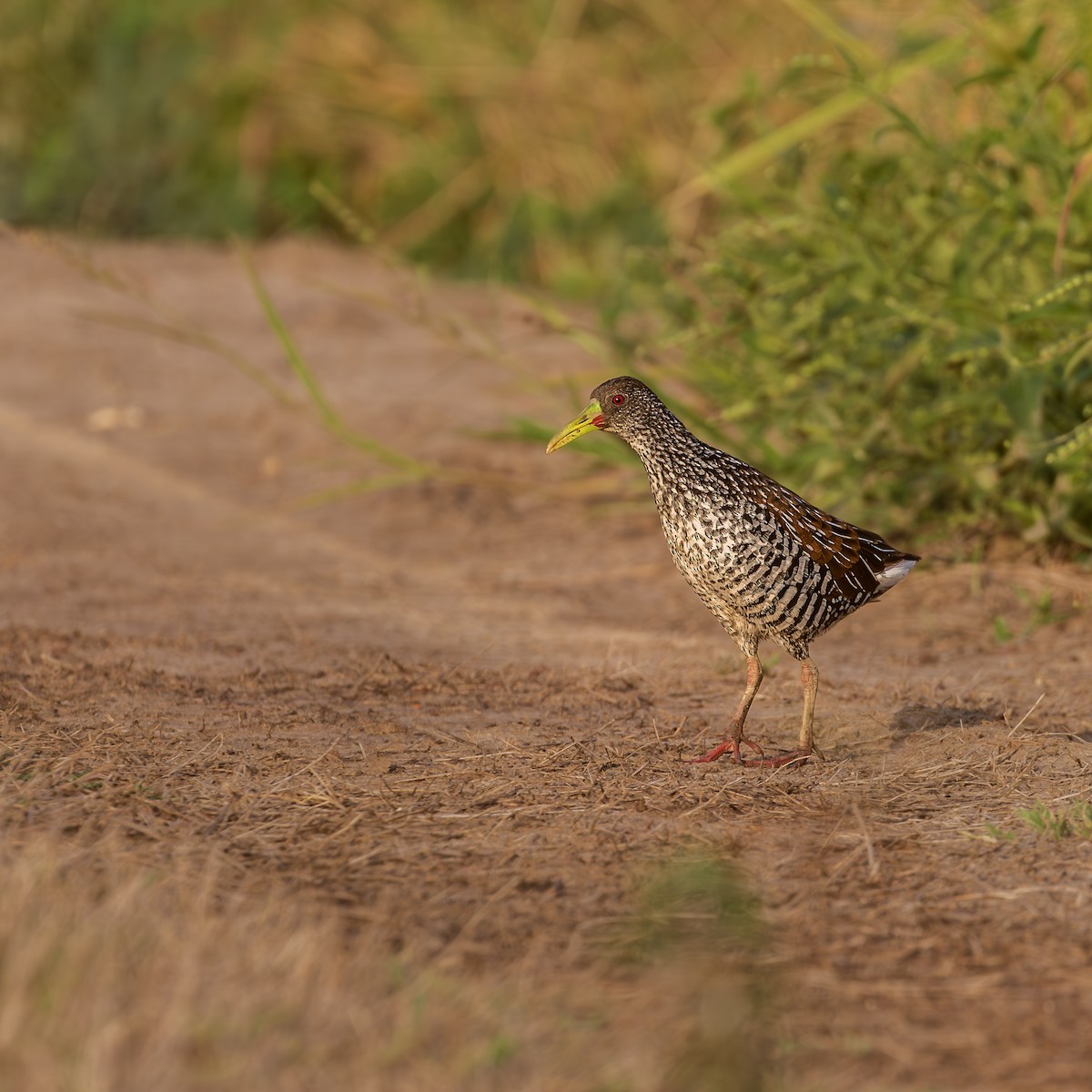 Spotted Rail - ML646215385