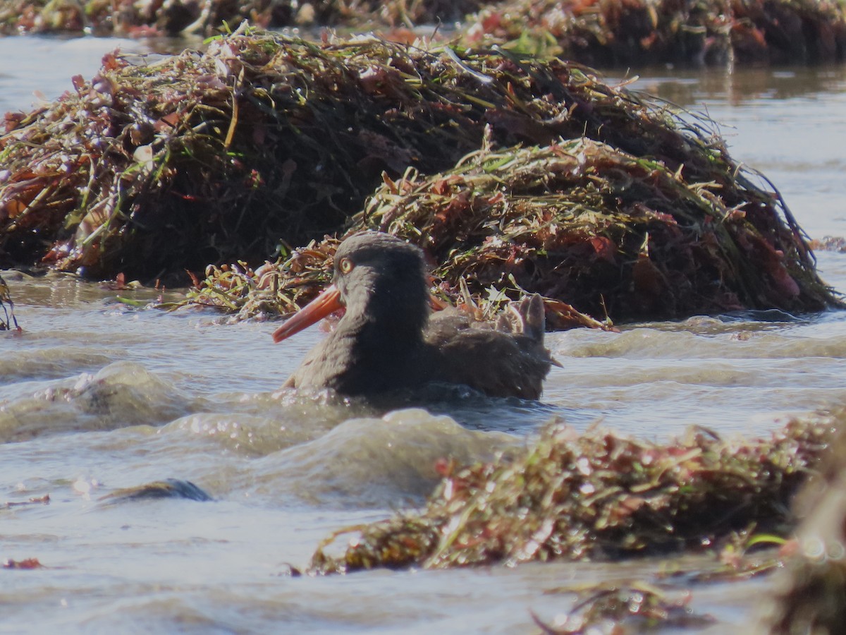 Black Oystercatcher - ML646215386