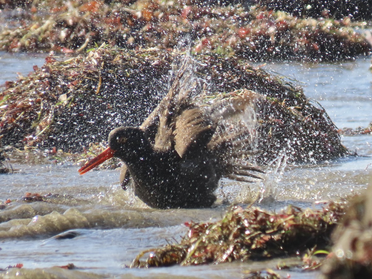 Black Oystercatcher - ML646215387