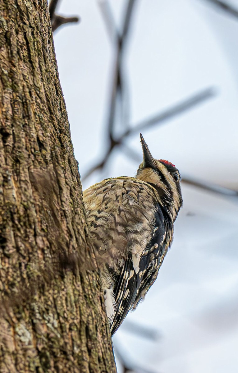 Yellow-bellied Sapsucker - ML646215388