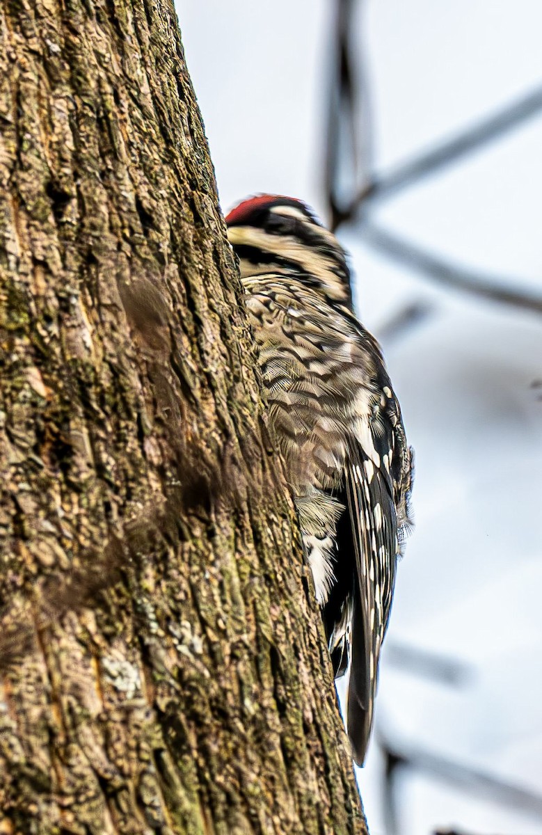Yellow-bellied Sapsucker - ML646215389