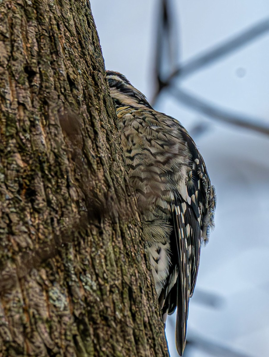 Yellow-bellied Sapsucker - ML646215391