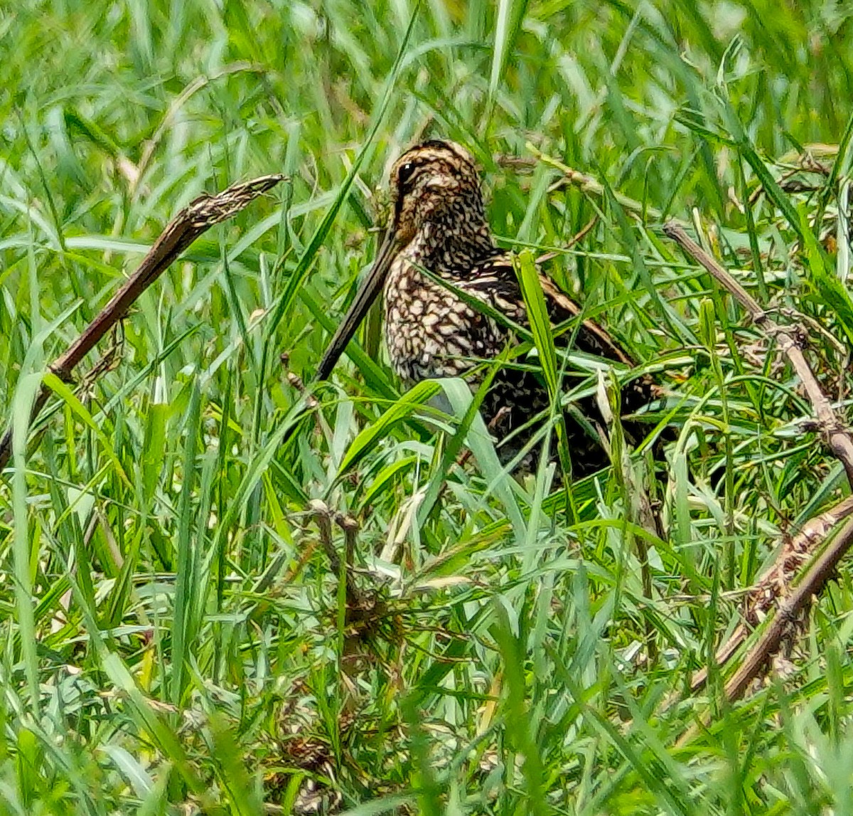 African Snipe - ML646215392